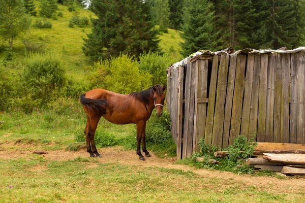 Het Paard Graast Naast Een Houten Moer Groene Natuur Landelijk — Stockfoto