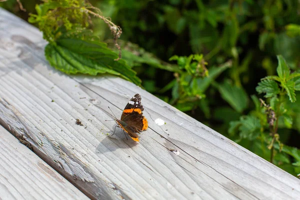 Een Bruin Oranje Vlinder Zittend Houten Hek Naast Groene Bomen — Stockfoto