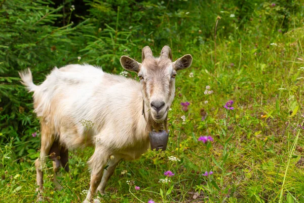 Biała Koza Wypasa Się Polu Zielonych Wzgórz — Zdjęcie stockowe