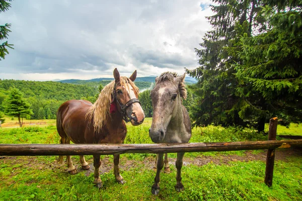 Landelijk Natuurlandschap Een Paar Grappige Paarden Highland Field Natuurlijke Omgeving — Stockfoto