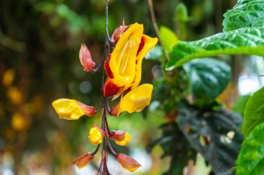 Tunberya, Asya 'nın daimi güzel otçul tırmanış bitkileri..
