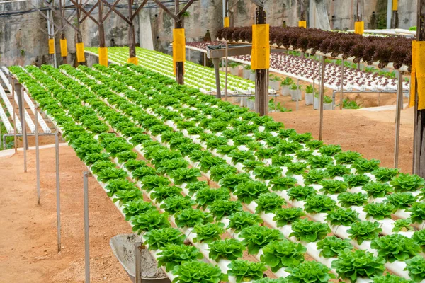 Modern Greenhouse Growing Salads Irrigation System Industrial Scale Growing Plants — Stock Photo, Image