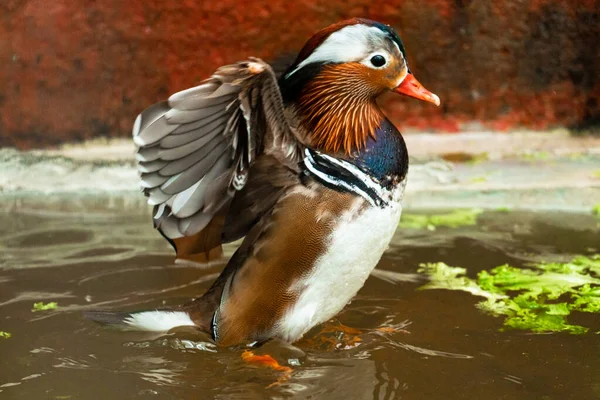 Canard Mandarin Aix Galericulata Ferme Aux Oiseaux — Photo