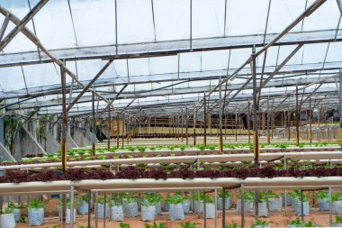 Sulama sistemli salata yetiştirmek için modern sera. Büyüyen bitkilerin endüstriyel ölçeği.