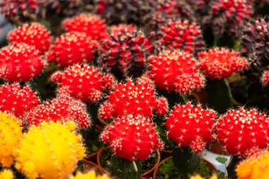 Kaktüs çiftliğinde farklı şekillerde ve türlerde kaktüsler. Ev ve bahçe dekorasyonu için bitkiler.