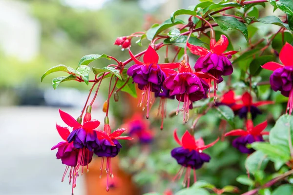 Vibrant color saturated fuchsia hybrida in a flower park.