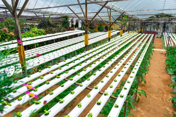 Estufa Moderna Para Cultivo Saladas Com Sistema Irrigação Escala Industrial — Fotografia de Stock