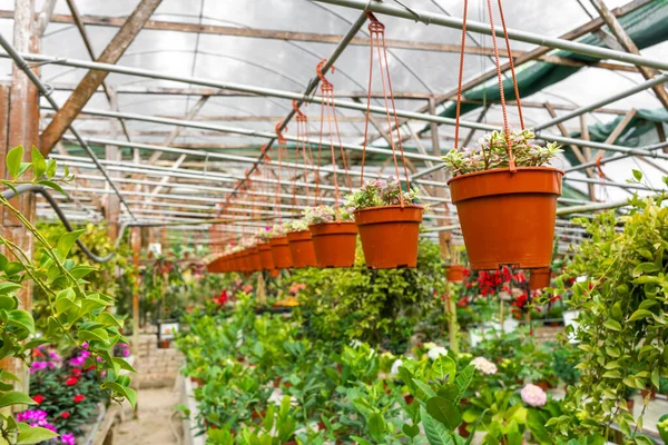 Granja Plantas Industriales Tienda Invernaderos Con Diferentes Plantas — Foto de Stock