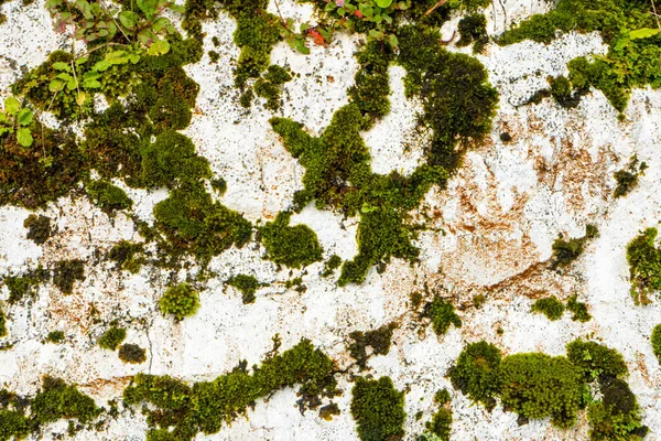 Muralla Piedra Blanca Cubierta Musgo Cerca — Foto de Stock