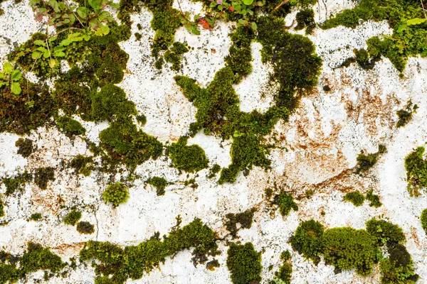 Parede Pedra Branca Coberta Com Musgo Perto — Fotografia de Stock