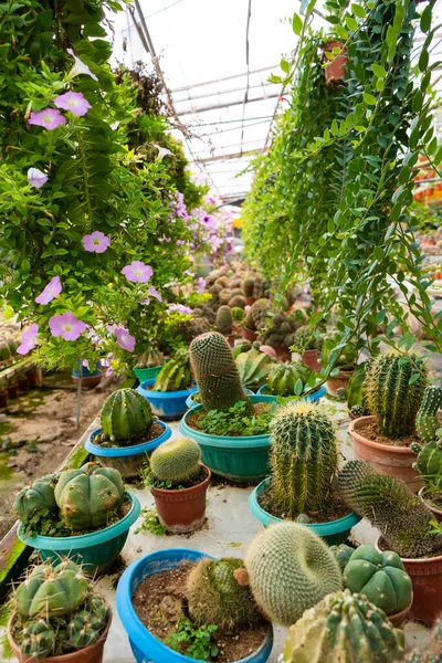 Pequeñas macetas decorativas con flores de cactus. vista desde arriba.  decoración con flores frescas. flores caseras