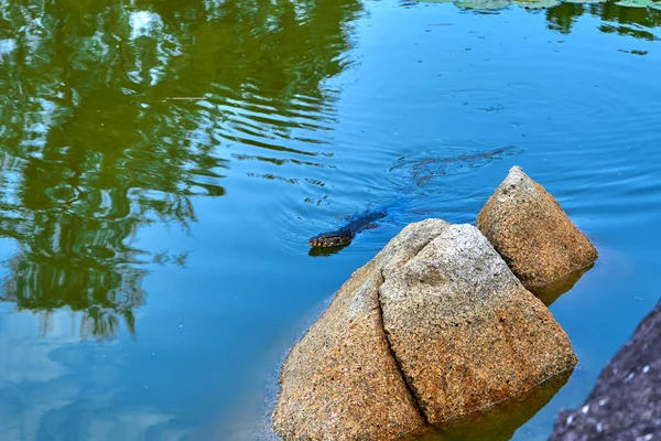 Monitor lizard in a lake in a green recreation park in Asia.
