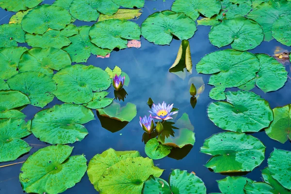 Vodní Lilie Jezero Zeleném Rekreačním Parku — Stock fotografie