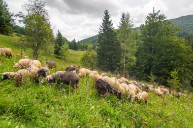 Koyun sürüsü yeşil tepelerde otluyor. Kırsal tarım.