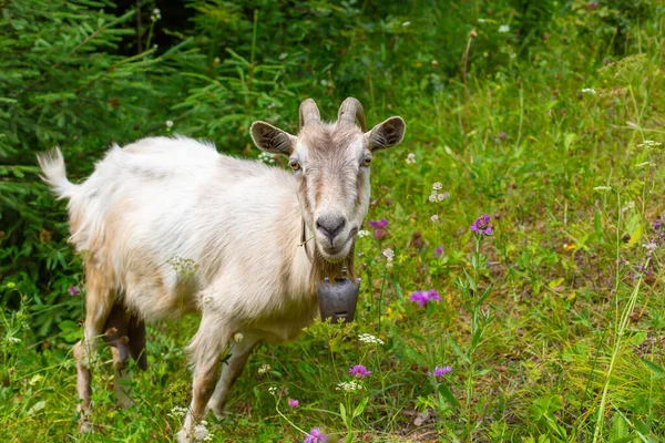 Die Weiße Ziege Weidet Grünen Hügelland — Stockfoto