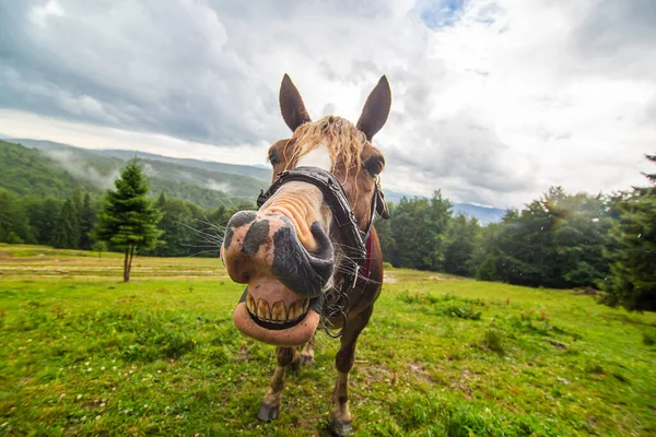 Landelijk Natuurlandschap Close Portret Van Een Glimlachend Paard Grazen Highland — Stockfoto