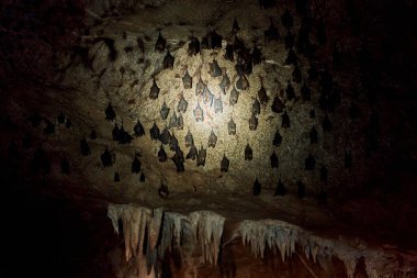 Bir yarasa sürüsü bir mağaranın tavanında uyur. Yarasa mağarasında bir el feneriyle.