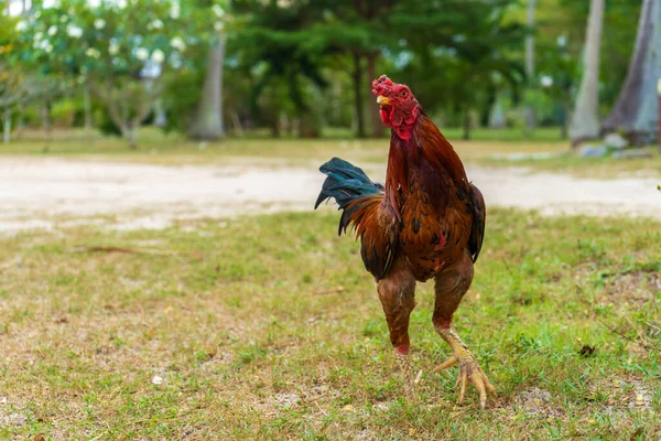 The rooster walks around the farm in the jungle.