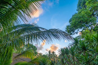 Tropik doğal manzara palmiye ağaçları ve mavi gökyüzü.