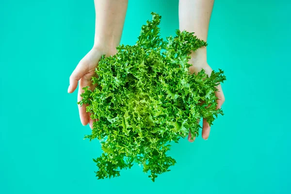 Bush of fresh green lettuce salad in hands on green background.