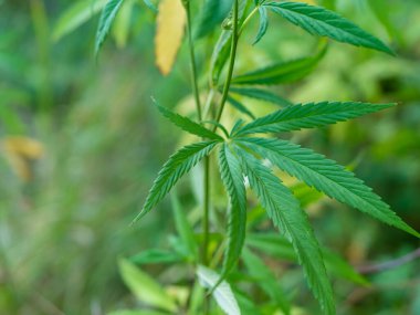 Ormandaki yeşil kenevir çalısı. Kenevir yaprağı kapat.