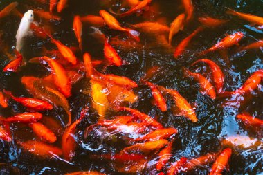 Gölette bir Japon kırmızı sazan sürüsü. İç dekorasyon için balık.