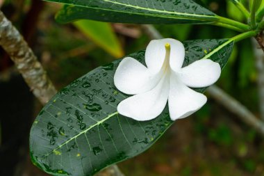 Tayland 'da açık havada yetişen Frangipani tropikal çiçeği..