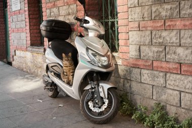 Bir Türk sokak kedisi çitin yanındaki bir motosikletin üzerinde ağır ağır oturuyor. Türkiye, İstanbul - 21.07.2020