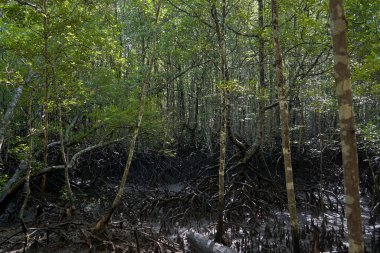 Vahşi mangrov ormanı. Mangrove ağaçları.