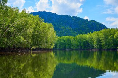 Mangrov ormanları arasında saf doğa manzarası nehri.