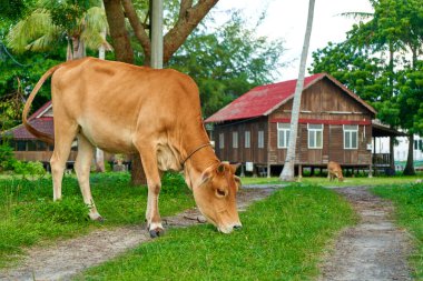 Güzel sarı bir inek evin önündeki çayırda otluyor. Tropik bir adada bir çiftlik