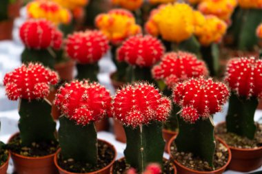 Kaktüs çiftliğinde farklı şekillerde ve türlerde kaktüsler. Ev ve bahçe dekorasyonu için bitkiler.