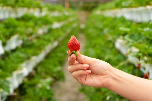 Industrial farm for growing strawberries. Ripe red fruit in hand against the background of the beds in the greenhouse.
