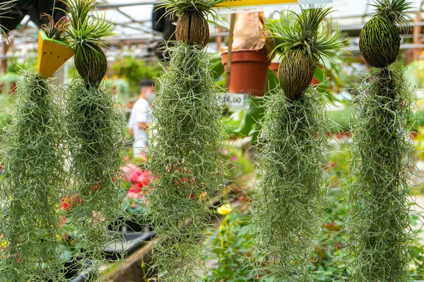 Plantas Trepadoras Tropicales Que Crecen Nueces Coco Lugar Una Maceta — Foto de Stock