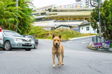 Sokakta dikilirken kameraya bakan tasmalı Metis sokak köpeği. Cameron Highlands, Malezya - 06.17.2020