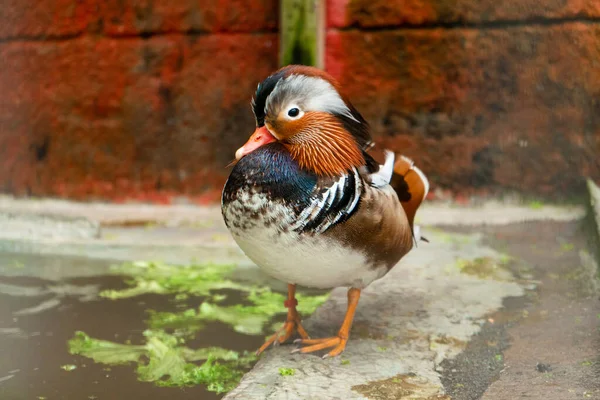 Mandarin Duck Aix Galericulata Bird Farm — Stock Photo, Image