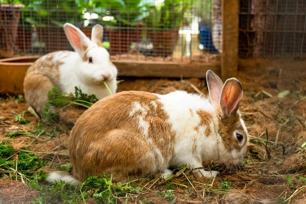 Lindos Conejos Manchados Color Blanco Marrón Masticando Hierba Granja —  Fotos de Stock