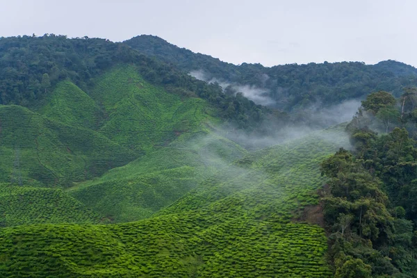 Green tea plantations in the hills in the highlands. The best tea grows in humid, foggy climates high in the mountains.