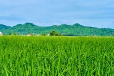Etkileyici manzara yeşil pirinç tarlası, arkasında dağlar var..