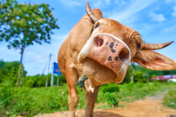 Zbliżenie Portret Ciekawej Krowy Pasącej Się Poboczu Drogi — Zdjęcie stockowe