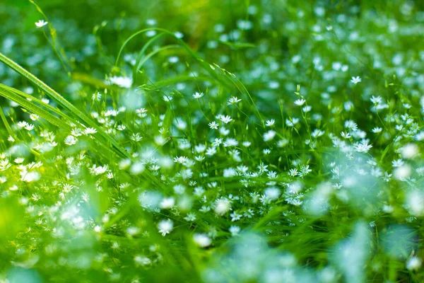 Зеленое Поле Нежными Белыми Цветущими Цветами Легкость Зелень Весна — стоковое фото