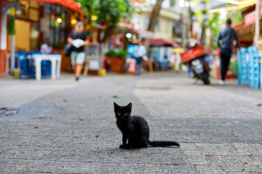 Küçük yalnız siyah bir kedi yavrusu caddenin ortasında oturuyor. Şehrin sokaklarında evsiz hayvanlar.