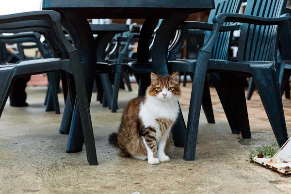 Chat Attend Nourriture Assis Sous Une Table Sur Une Terrasse — Photo