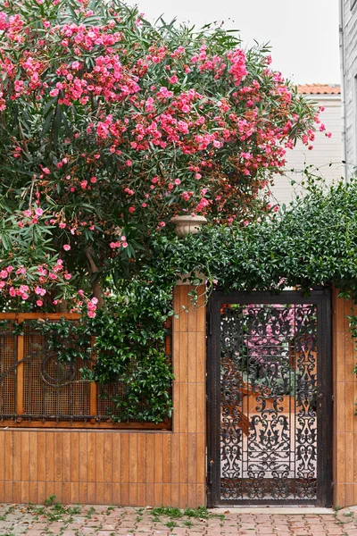 Decoração Edifício Residencial Com Flores Roxas Brilhantes — Fotografia de Stock