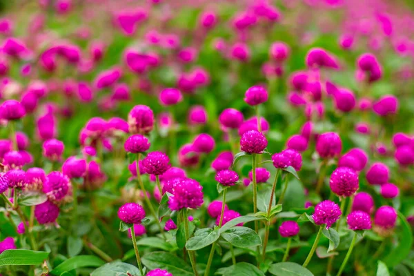 Jasné Šťavnaté Květinové Záhony Fialových Květin Gomphren — Stock fotografie