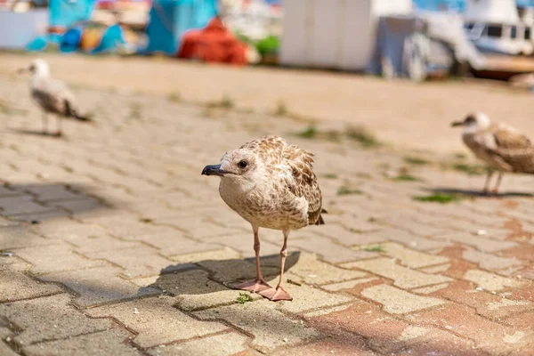 Gaviota Pasea Por Terraplén Ciudad Estambul — Foto de Stock