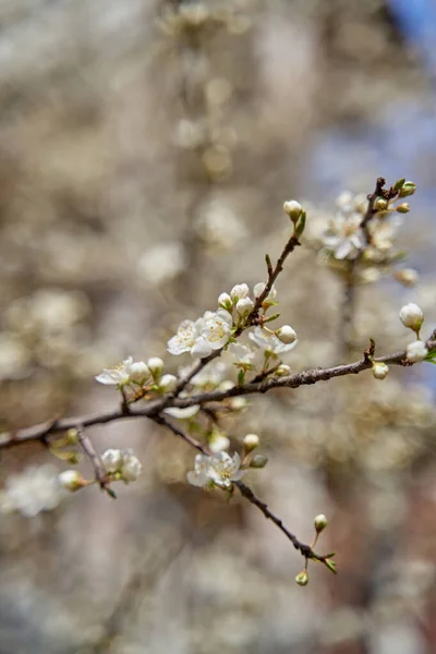 早春的杏树开满了白花 — 图库照片