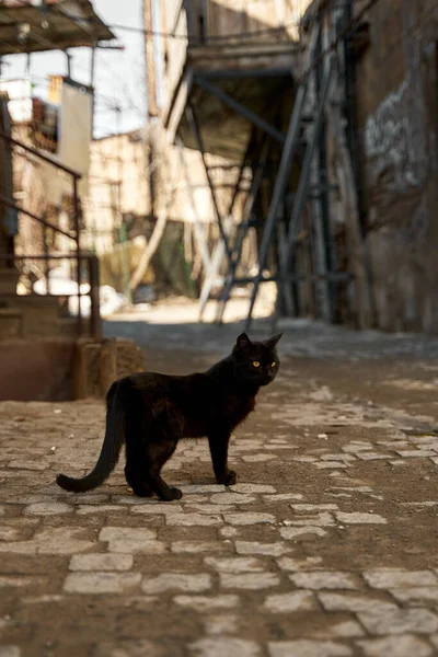 Chat Noir Errant Marche Dans Allée — Photo