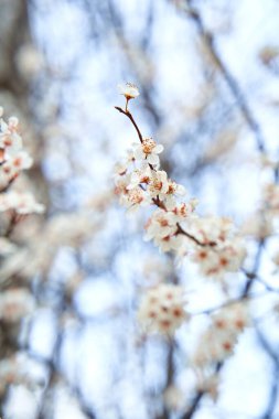 Kayısı ağaçları ilkbaharın başlarında beyaz çiçeklerle çiçek açar.