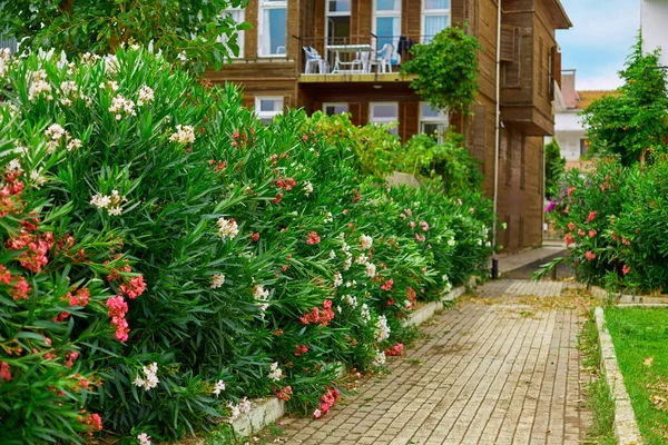 Ein Altes Vierstöckiges Haus Mit Einem Blühenden Grünen Garten — Stockfoto